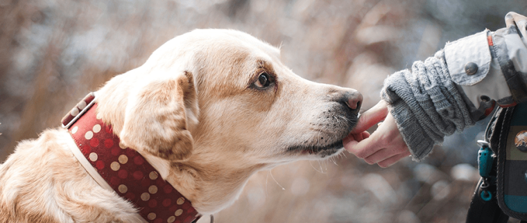 probiotiques pour chien